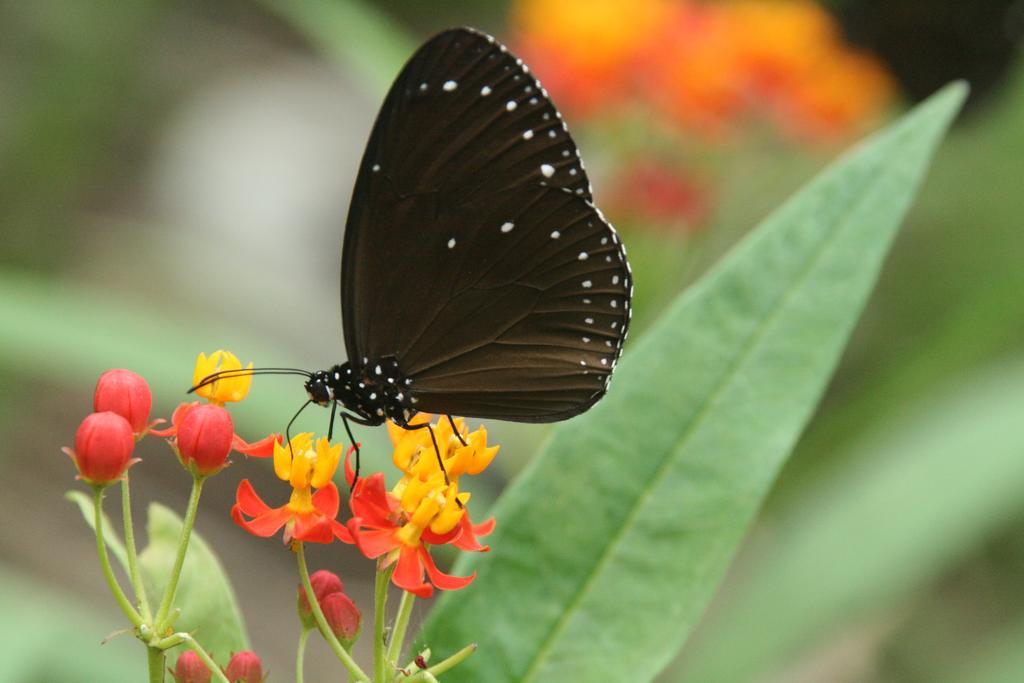 Manzhou Butterfly B&B المظهر الخارجي الصورة