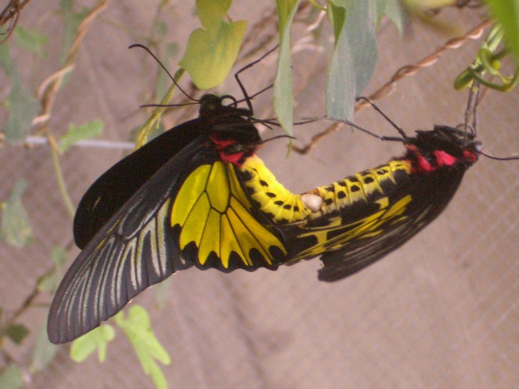 Manzhou Butterfly B&B المظهر الخارجي الصورة